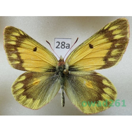 Colias nina tsurpuana Grieshuber, 1996 China28a